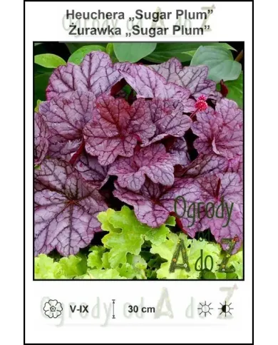 Heuchera-Sugar-Plum.jpg Heuchera-Sugar-Plum.jpg