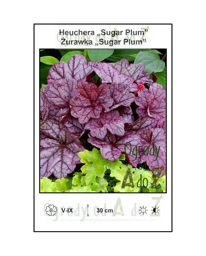 Heuchera-Sugar-Plum.jpg