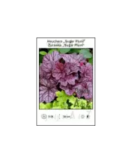 Heuchera-Sugar-Plum.jpg