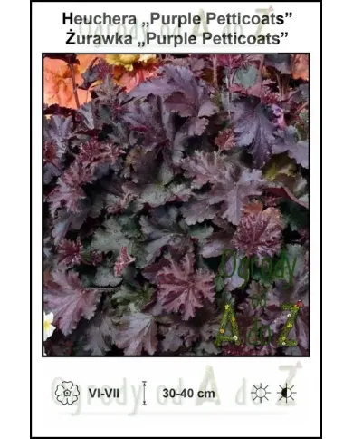 Heuchera-Purple-Petticoats.jpg Heuchera-Purple-Petticoats.jpg