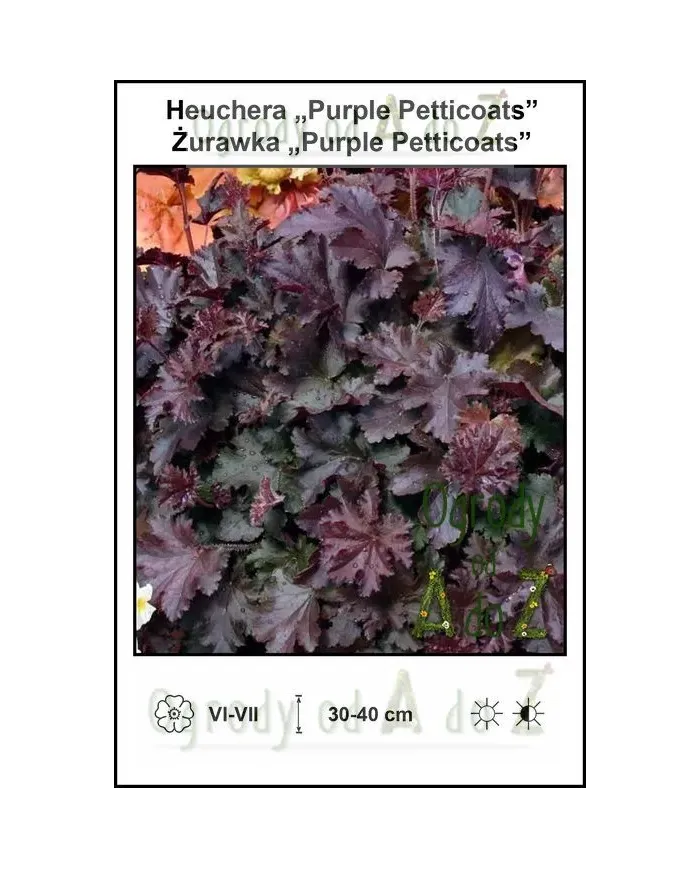 Heuchera-Purple-Petticoats.jpg