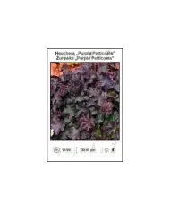 Heuchera-Purple-Petticoats.jpg