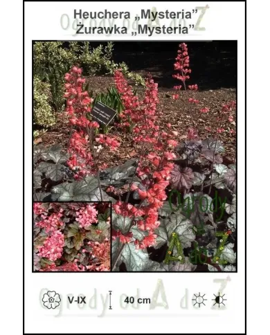Heuchera-Mysteria.jpg Heuchera-Mysteria.jpg