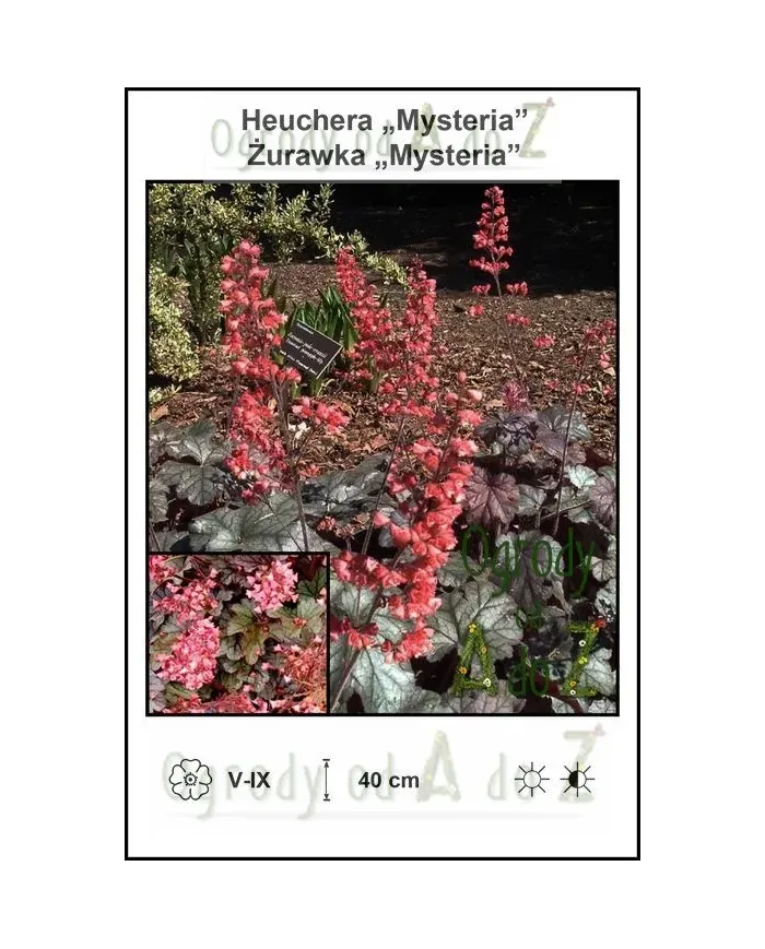 Heuchera-Mysteria.jpg