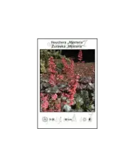 Heuchera-Mysteria.jpg