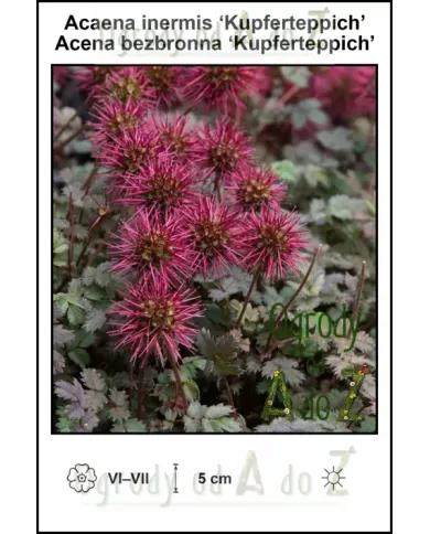 Acaena-inermis-Kupferteppich