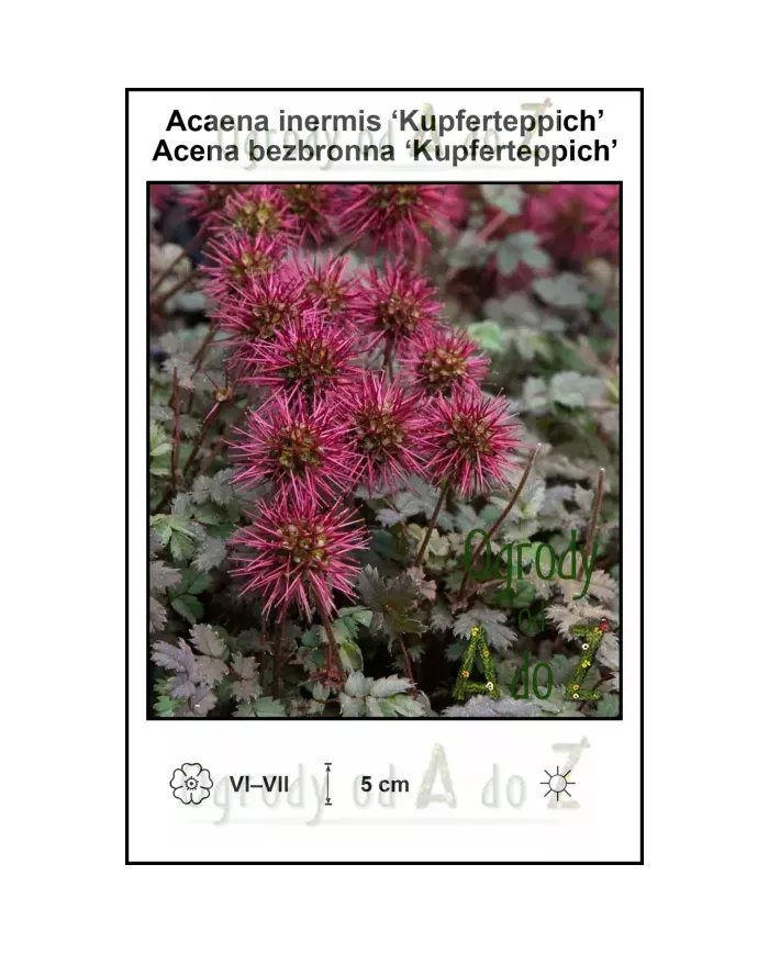 Acaena-inermis-Kupferteppich