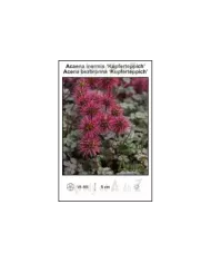 Acaena-inermis-Kupferteppich