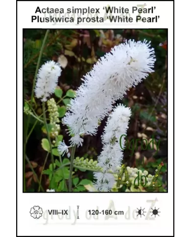 Actaea-simplex-White-Pearl