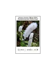 Actaea-simplex-White-Pearl