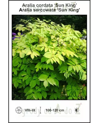 Aralia-cordata-Sun-King