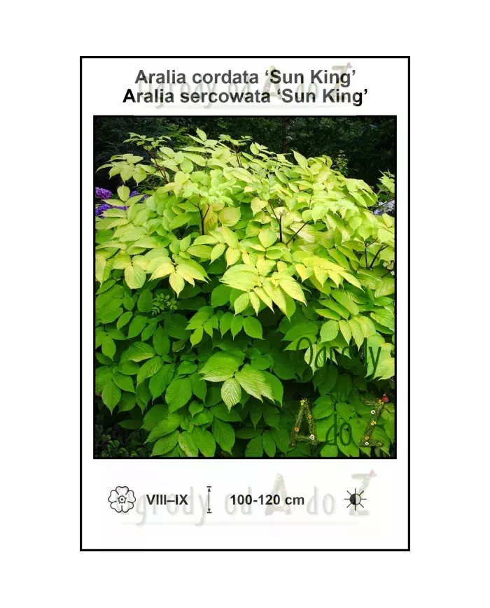 Aralia-cordata-Sun-King