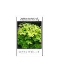 Aralia-cordata-Sun-King