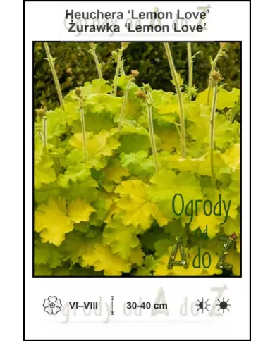Heuchera-Lemon-Love