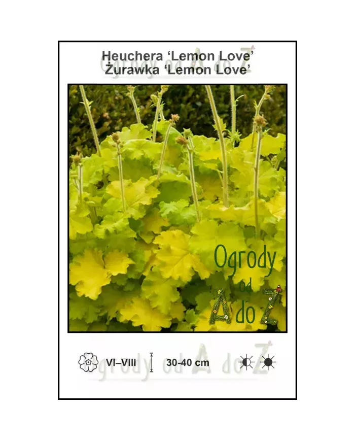 Heuchera-Lemon-Love