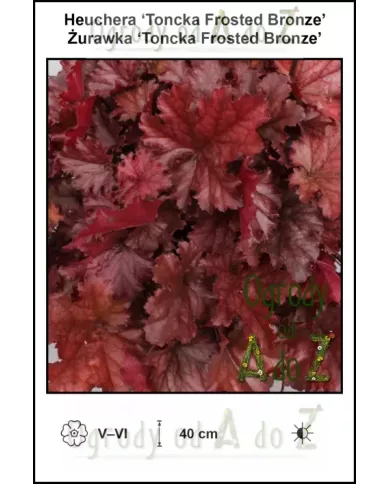 Heuchera-Toncka-Frosted-Bronze