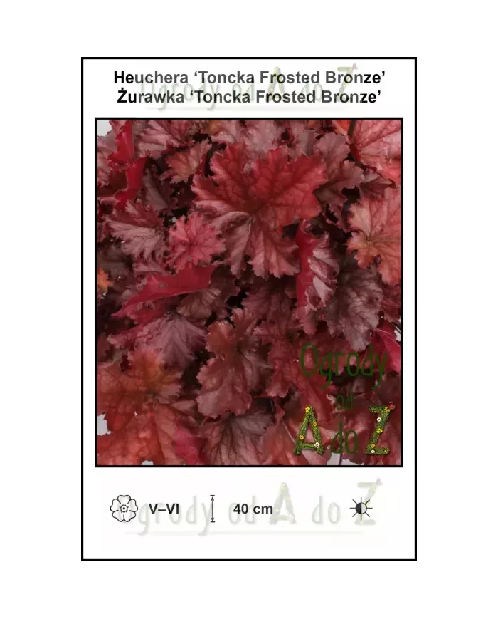 Heuchera-Toncka-Frosted-Bronze