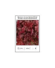 Heuchera-Toncka-Frosted-Bronze