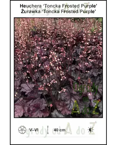 Heuchera-Toncka-Frosted-Purple