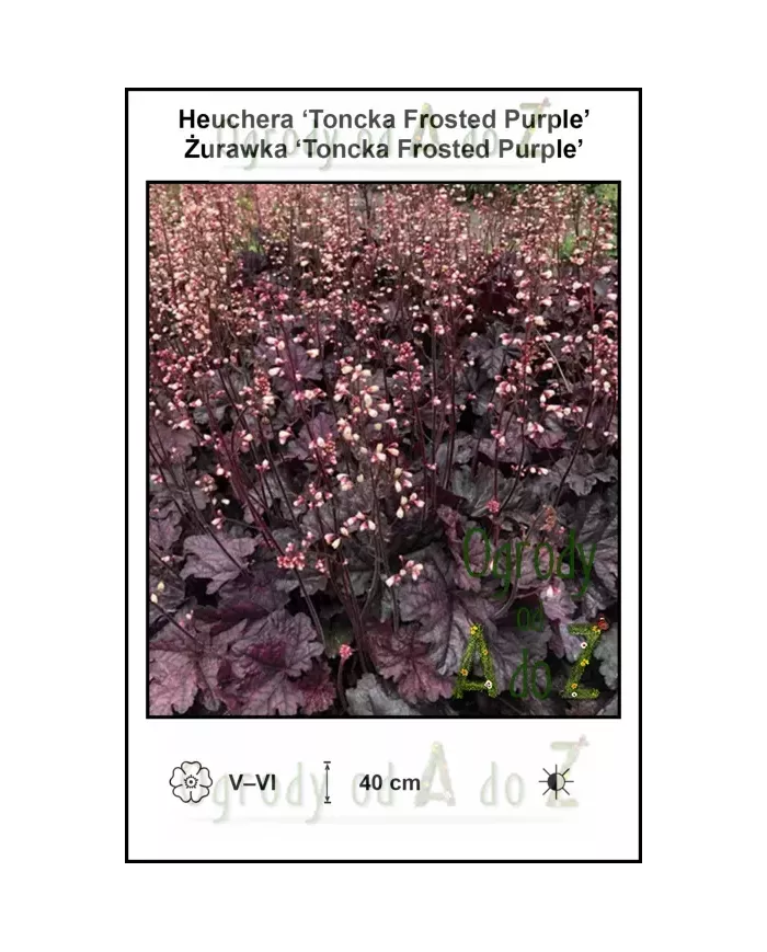 Heuchera-Toncka-Frosted-Purple