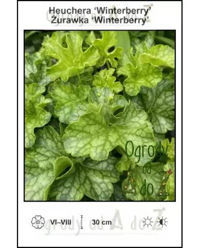 Heuchera-Winterberry