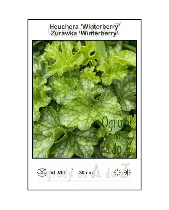 Heuchera-Winterberry