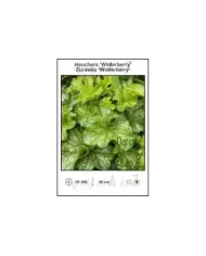 Heuchera-Winterberry