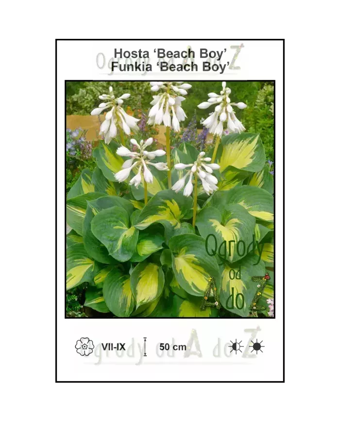 Hosta-Beach-Boy