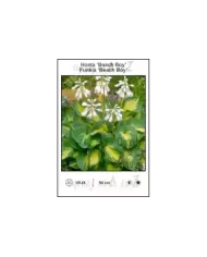 Hosta-Beach-Boy