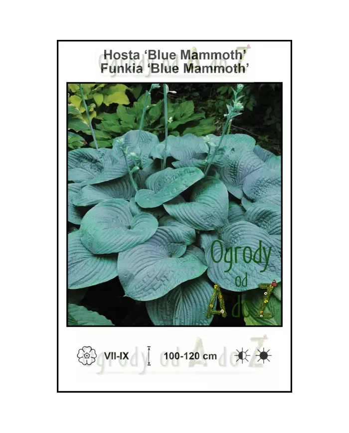 Hosta-Blue-Mammoth