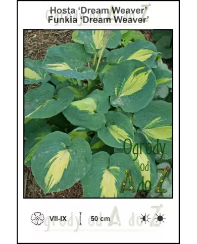 Hosta-Dream-Weaver