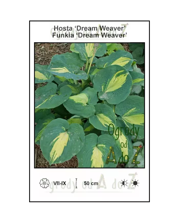 Hosta-Dream-Weaver
