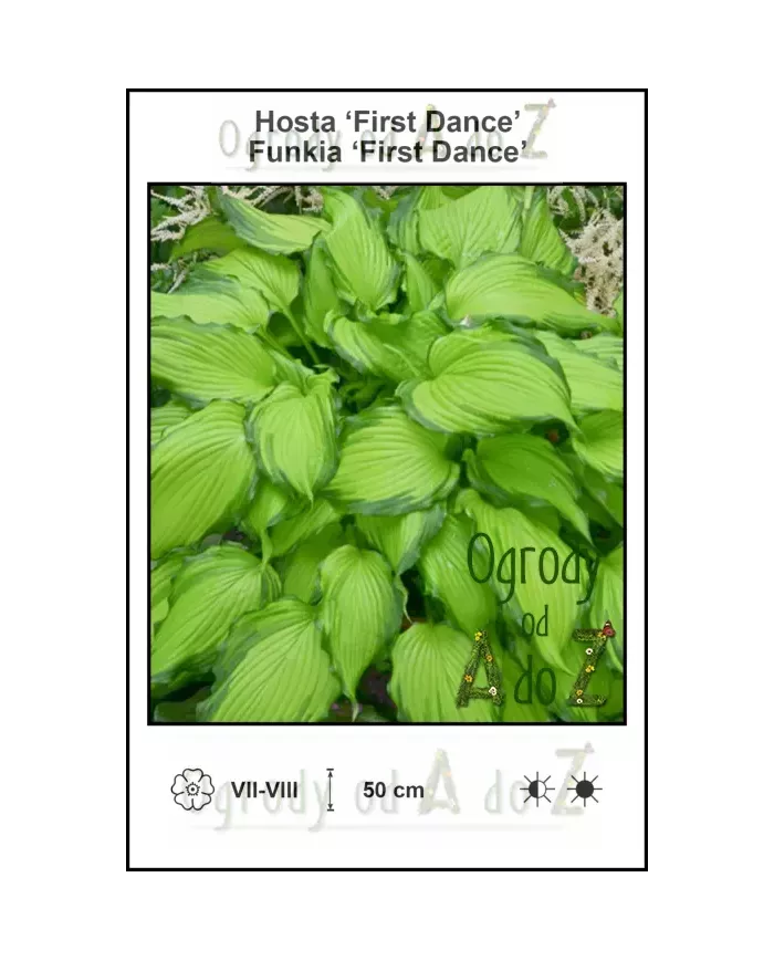 Hosta-First-Dance