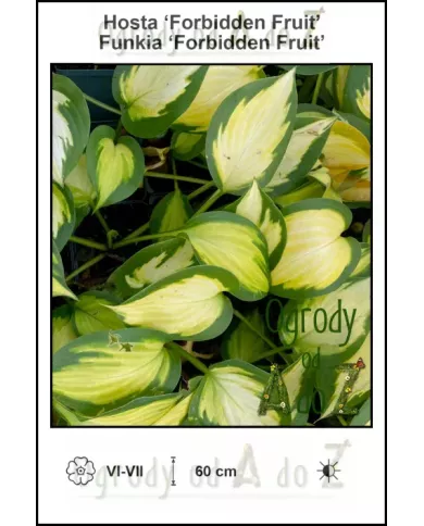 Hosta-Forbidden-Fruit