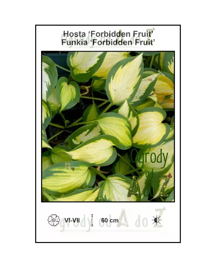 Hosta-Forbidden-Fruit