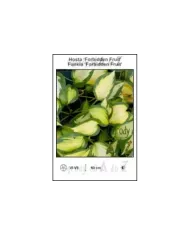 Hosta-Forbidden-Fruit