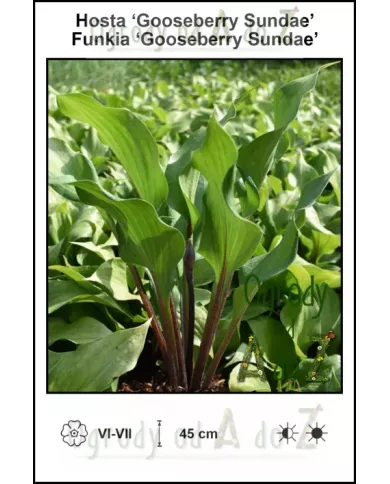 Hosta-Gooseberry-Sundae