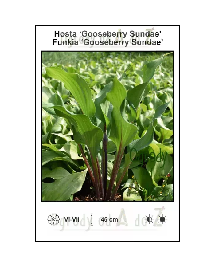 Hosta-Gooseberry-Sundae