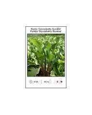 Hosta-Gooseberry-Sundae