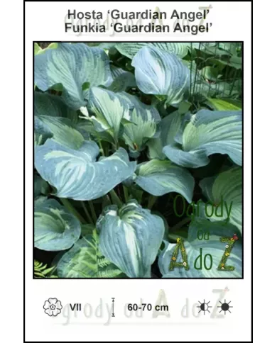 Hosta-Guardian-Angel