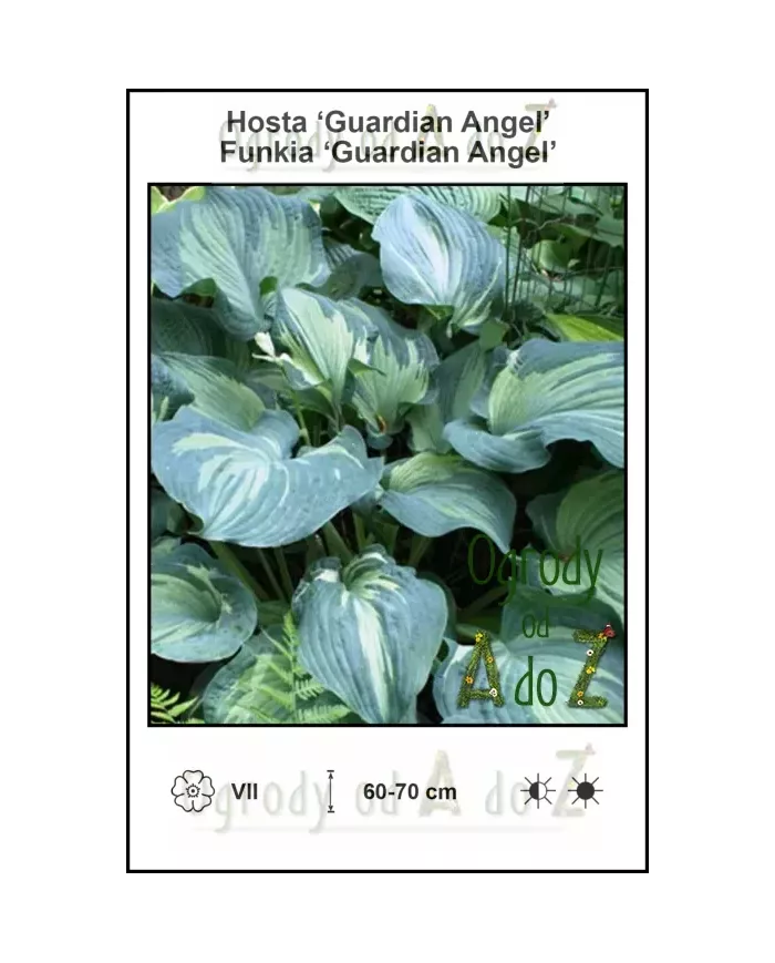 Hosta-Guardian-Angel