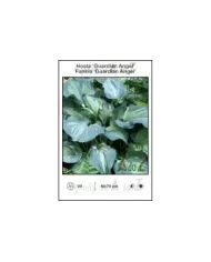 Hosta-Guardian-Angel