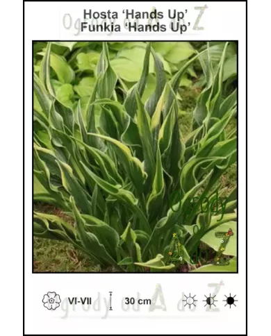 Hosta-Hands-Up