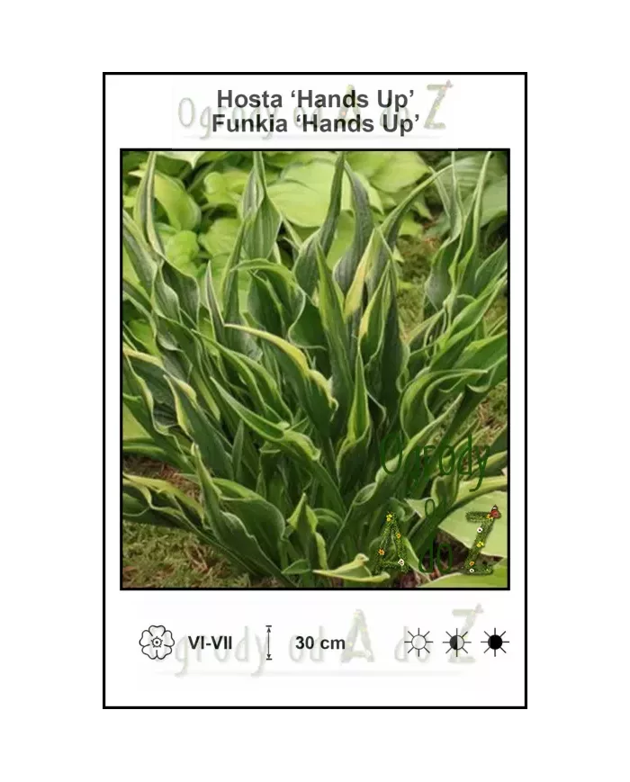 Hosta-Hands-Up