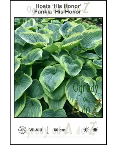 Hosta-His-Honor