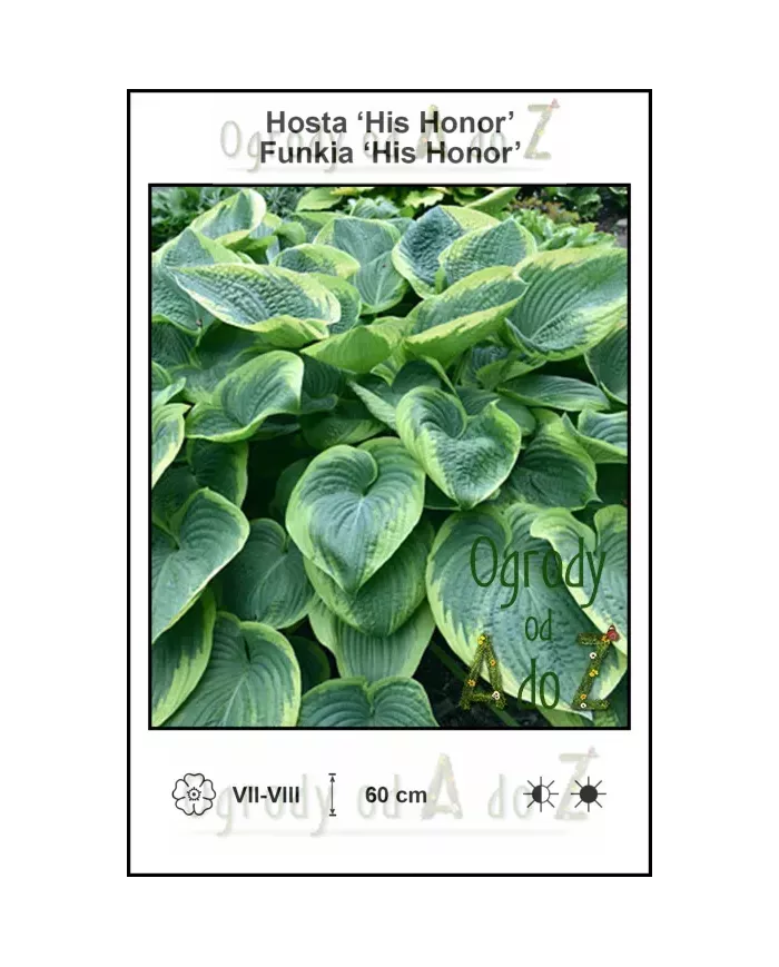 Hosta-His-Honor