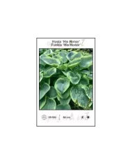 Hosta-His-Honor