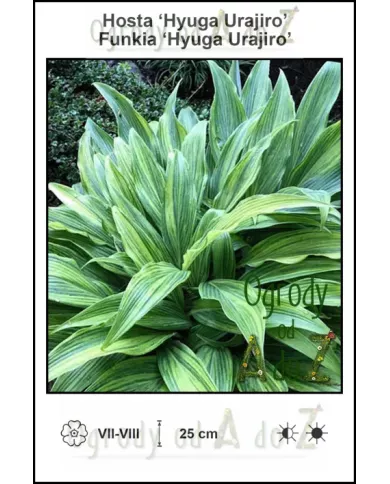 Hosta-Hyuga-Urajiro