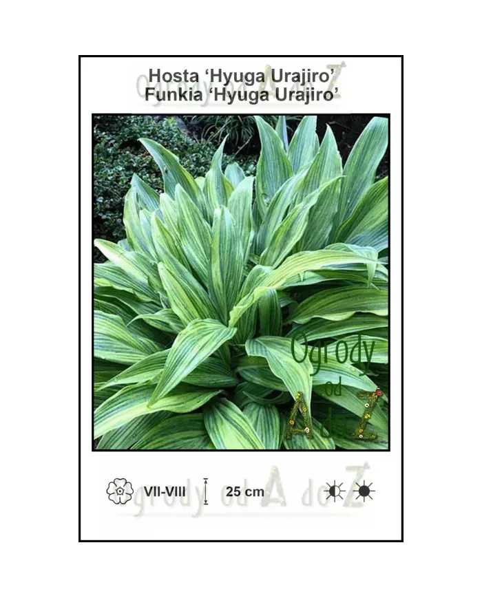Hosta-Hyuga-Urajiro