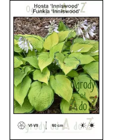 Hosta-Inniswood